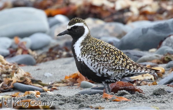 Photo of Pluvialis fulva